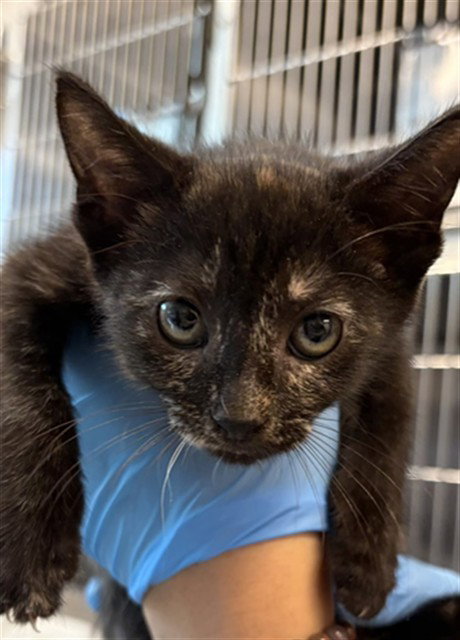 BELLA, a cat for adoption from Harris County Pets