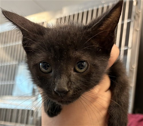 JASPER, a cat for adoption from Harris County Pets