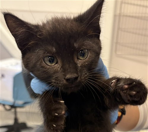 JACOB, a cat for adoption from Harris County Pets
