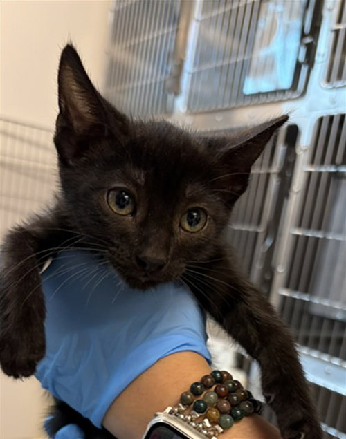 CARLILE, a cat for adoption from Harris County Pets