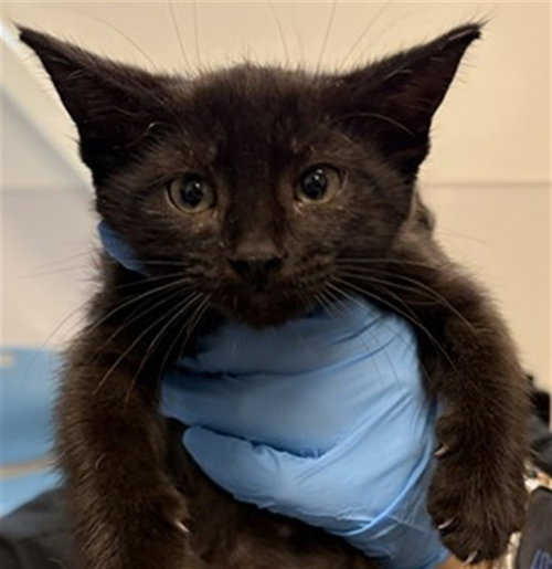 EDWARD, a cat for adoption from Harris County Pets