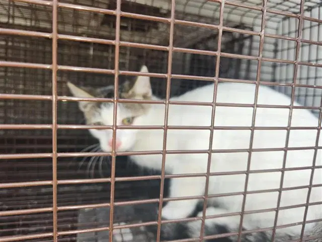 Unknown - Domestic Short Hair