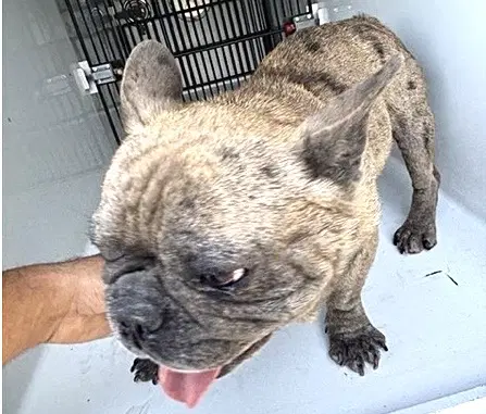 Unknown - French Bulldog