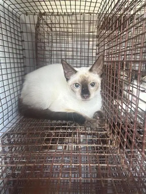 Unknown - Siamese