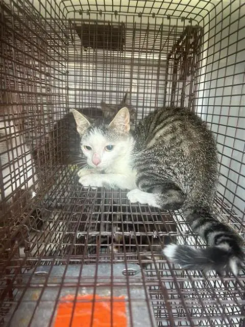 Unknown - Domestic Short Hair