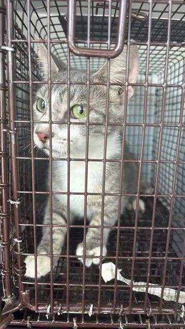 Pearl - Domestic Short Hair
