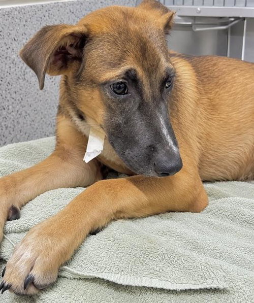 BOOMER, a dog for adoption from Harris County Pets