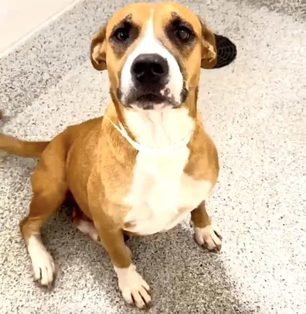 Unknown - Pit Bull Terrier