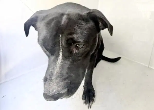 Unknown - Pit Bull Terrier