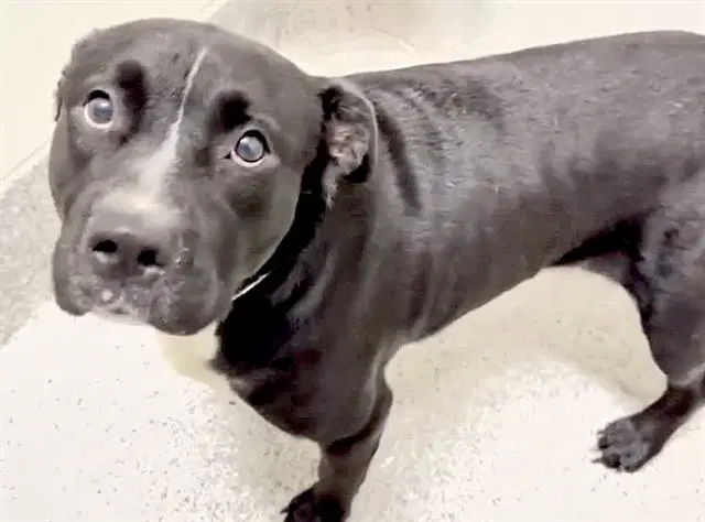 Reggie - Labrador Retriever