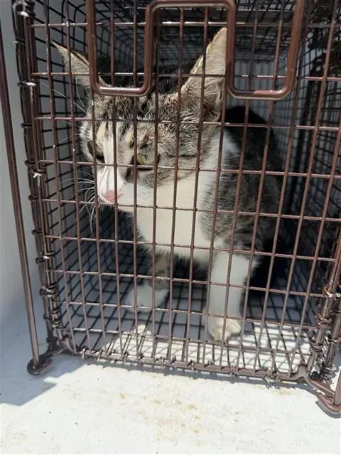 Unknown - Domestic Short Hair