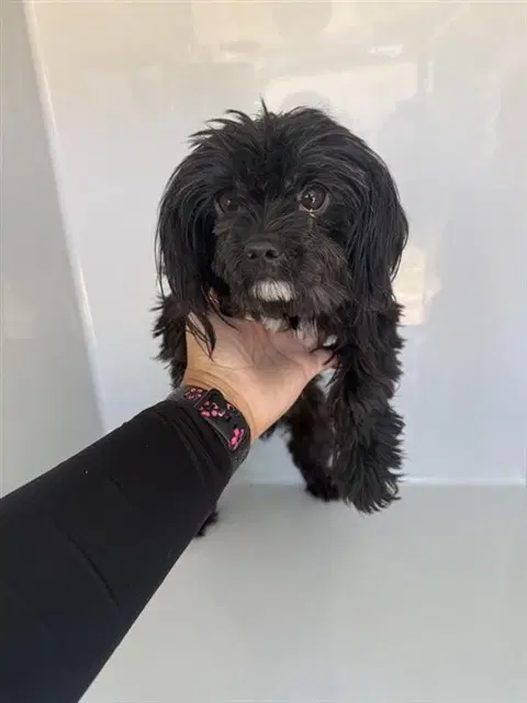Unknown - Havanese