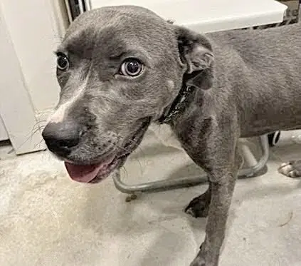 Unknown - Pit Bull Terrier