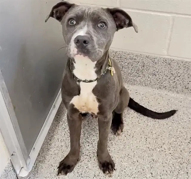 Benny - Pit Bull Terrier