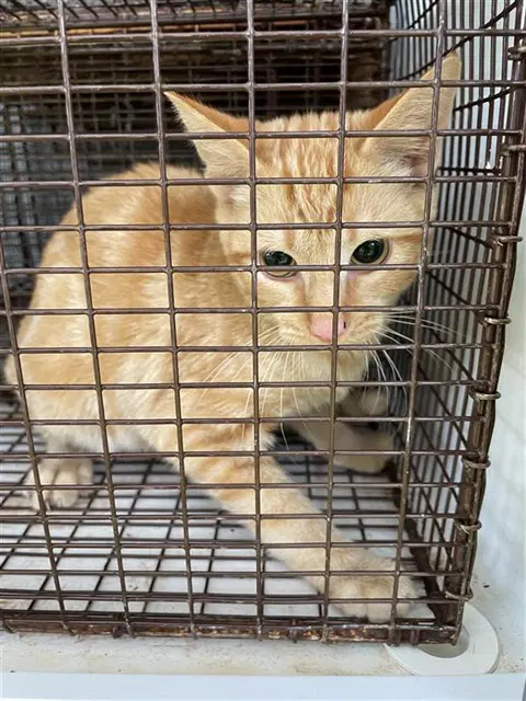 Unknown - Domestic Short Hair