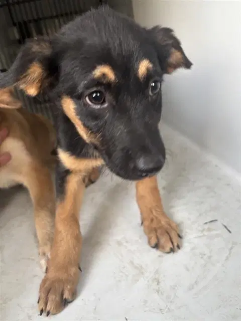 Unknown - German Shepherd Dog