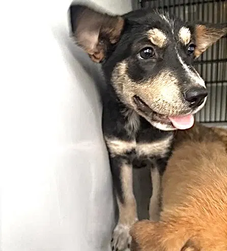 Unknown - German Shepherd Dog