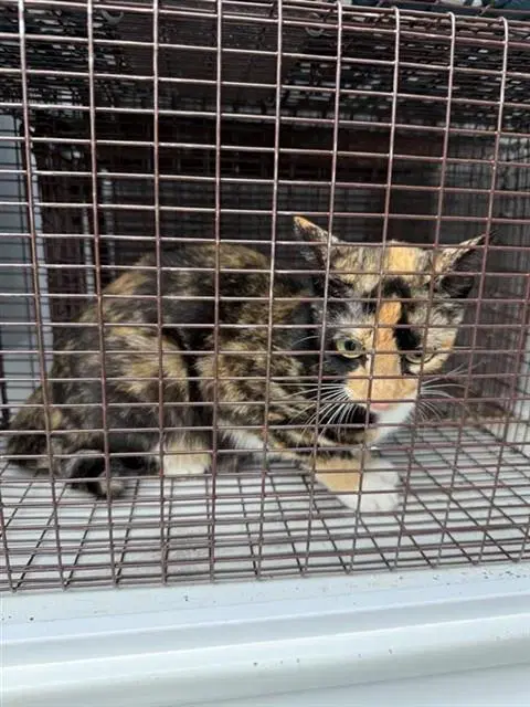 Unknown - Domestic Short Hair