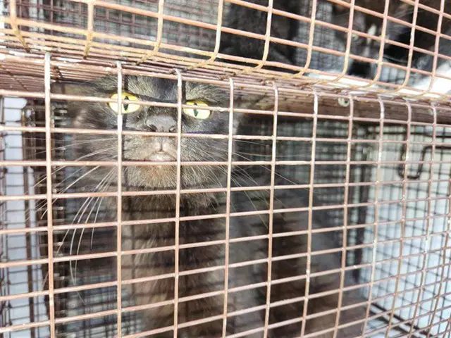 Unknown - Domestic Short Hair