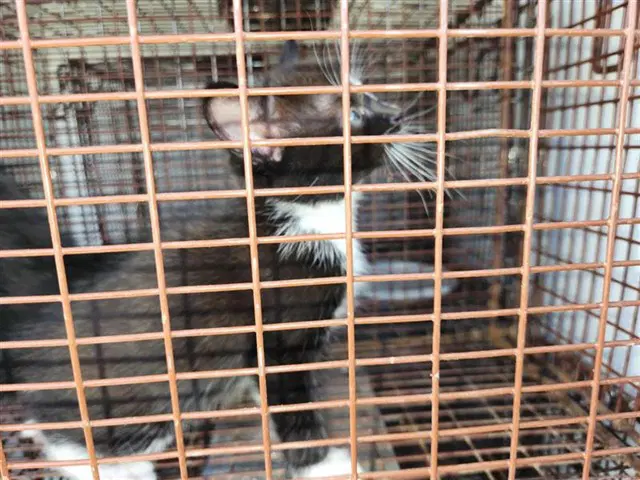 Unknown - Domestic Short Hair