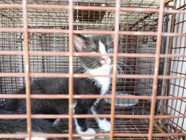 Unknown - Domestic Short Hair