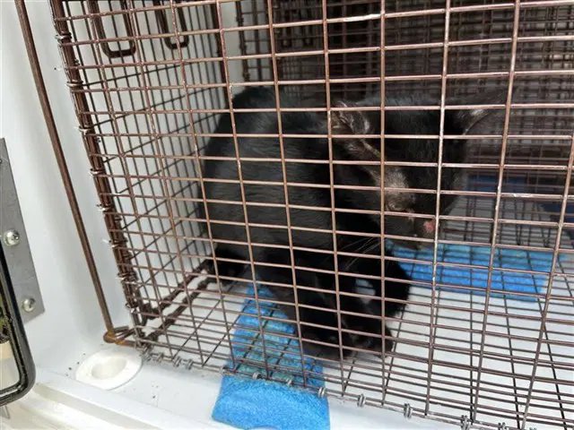 Unknown - Domestic Short Hair