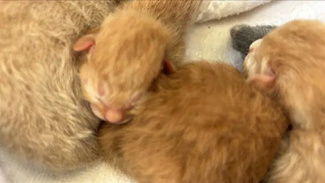 Unknown - Domestic Short Hair