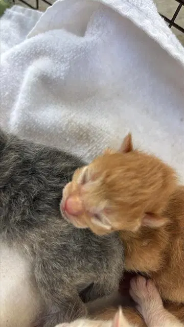 Unknown - Domestic Short Hair