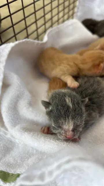 Unknown - Domestic Short Hair