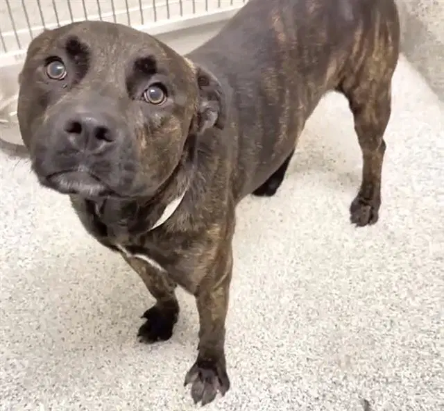 Clyde - Pit Bull Terrier