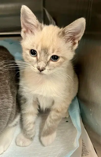 Peony - Domestic Short Hair