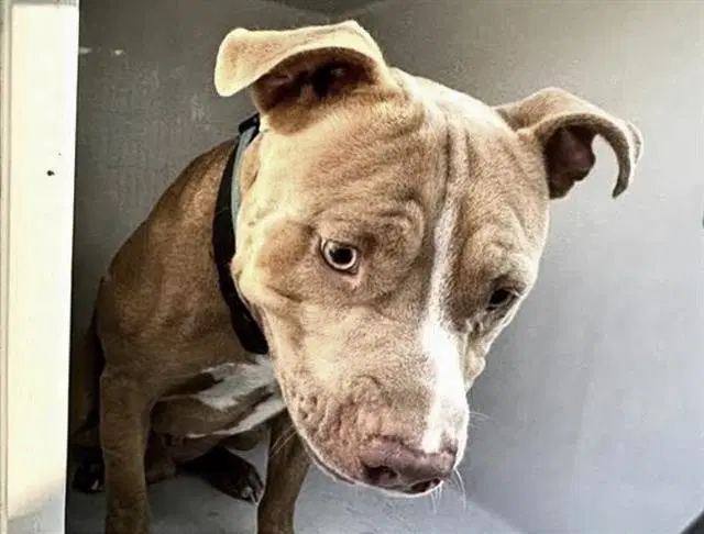 Unknown - Pit Bull Terrier