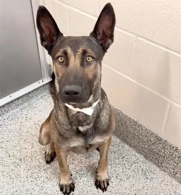 Unknown - German Shepherd Dog