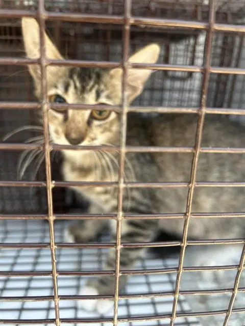 Unknown - Domestic Short Hair
