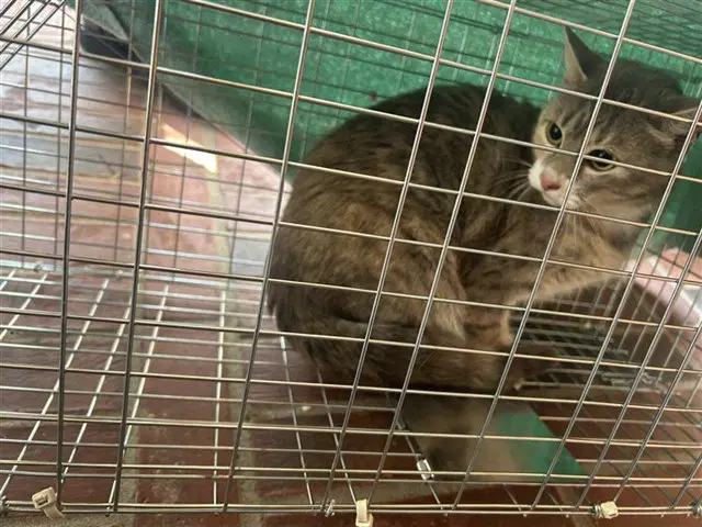 Unknown - Domestic Medium Hair