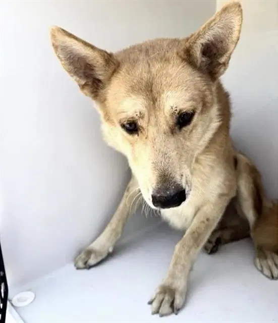 Unknown - Shiba Inu