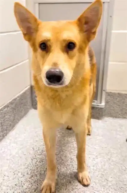 Unknown - Shiba Inu