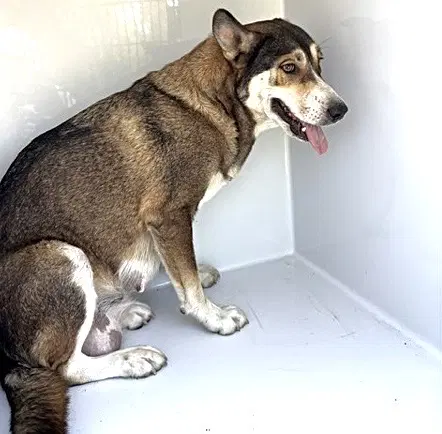 Unknown - Siberian Husky