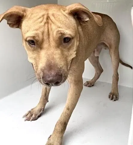 Unknown - Pit Bull Terrier