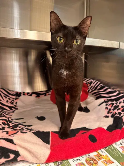 Coroline - Domestic Short Hair