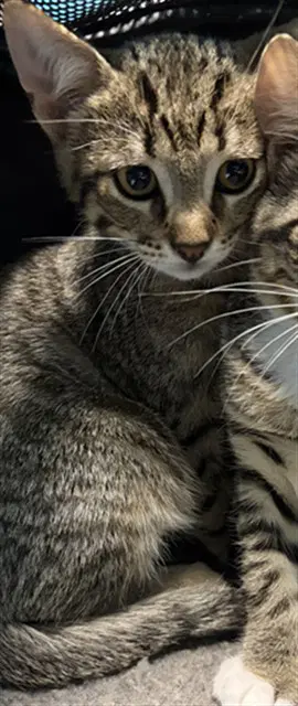 Ash - Domestic Short Hair
