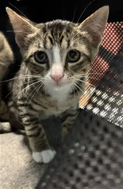 Oak - Domestic Short Hair