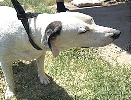 Trace - Labrador Retriever
