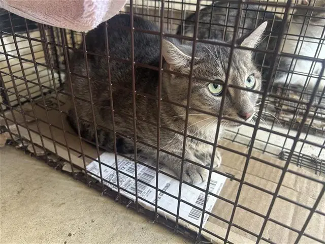 Unknown - Domestic Short Hair