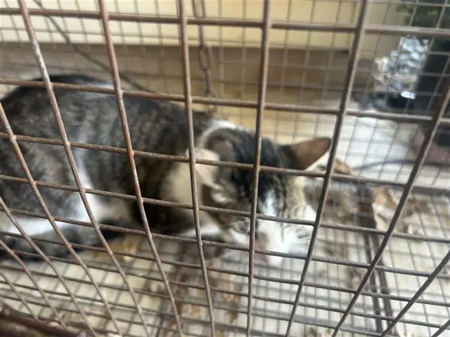 Unknown - Domestic Short Hair