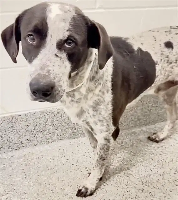 Obsidian - German Shorthaired Pointer