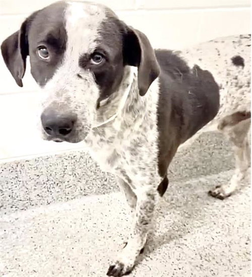 A661090, a dog for adoption from Harris County Pets