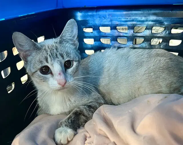 Unknown - Domestic Short Hair