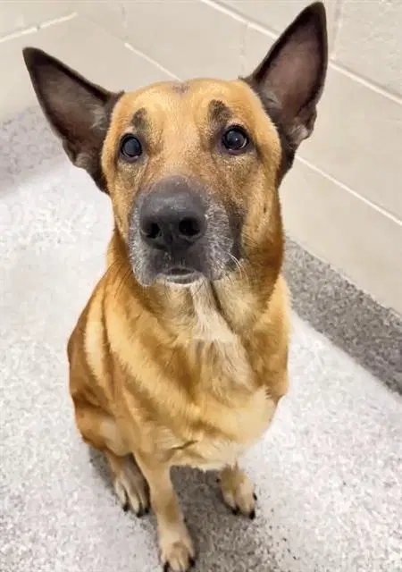 Radar - German Shepherd Dog