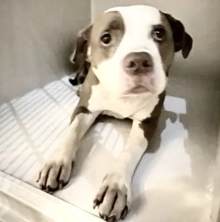 Unknown - Pit Bull Terrier